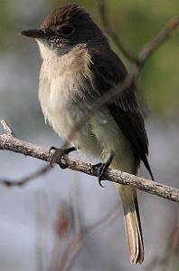 flycatcher