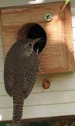 House Wren