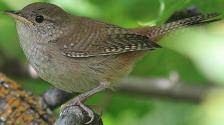 House Wren