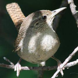 House Wren