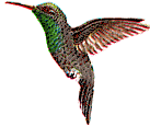 Hummingbird