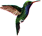 Hummingbird