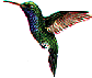 Hummingbird