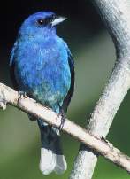 Indigo Bunting