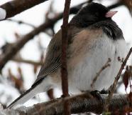 Dark-eyed Junco