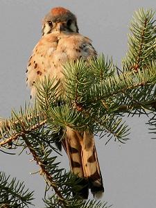 Kestrel