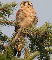 Kestrel