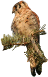 Kestrel