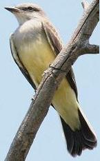 Western Kingbird