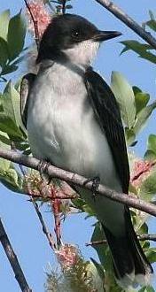 Eastern Kingbird