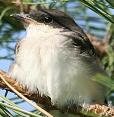 kingbird young