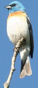 Lazuli Bunting