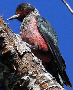 Lewis's Woodpecker