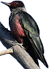 Lewis's Woodpecker