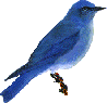 Mountain Bluebird