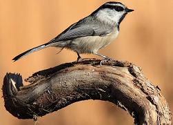 mountain chickadee