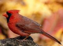 Norhtern Cardinal