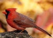 Northern Cardinal