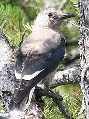 Clark's Nutcracker