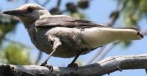 Clark's Nutcracker