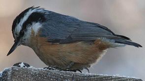 Red-breasted Nuthatch