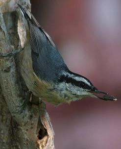 Red-breasted Nuthatch