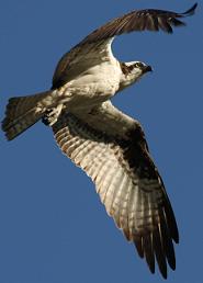 Osprey