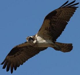 Osprey