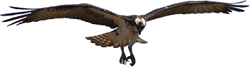 Osprey