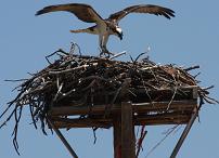 Osprey nest