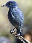 Pinyon Jay 