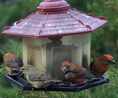 crossbills at feeder