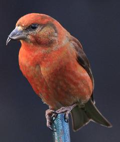 Red Crossbill male