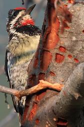 Red-Naped Sapsuckers