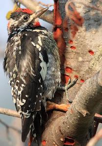 Red-Naped Sapsuckers