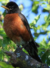 American Robin