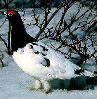 Ptarmigan