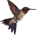 Ruby Throat Hummingbird