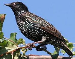 starling