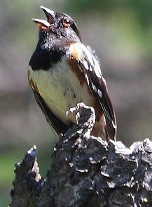 spotted towhee