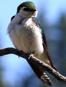 Tree Swallow