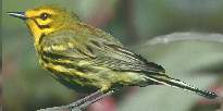 Prairie Warbler