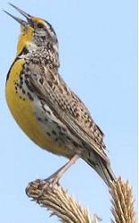 Western-Meadowlark