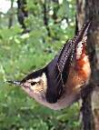 White-breasted Nuthatch