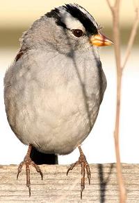 white-crowned sparrow