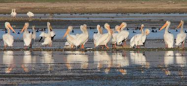 white pelicans