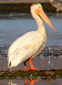 white pelican