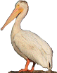 white pelican