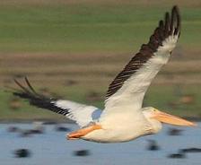 white pelican