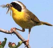 Yellow-throated Warbler